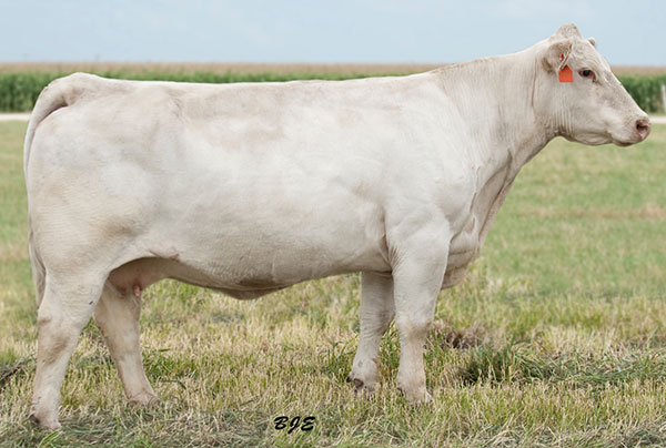 Baldridge Sweetheart 444