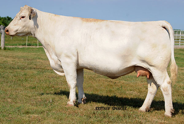 Baldridge Sweetheart 7M
